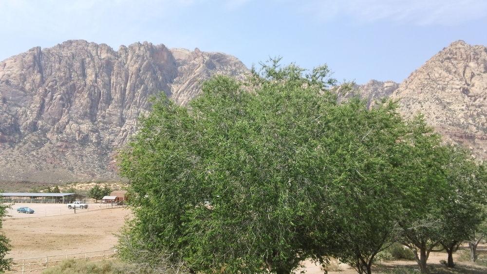 Blue Diamond Bonnie Springs Ranch Motel المظهر الخارجي الصورة