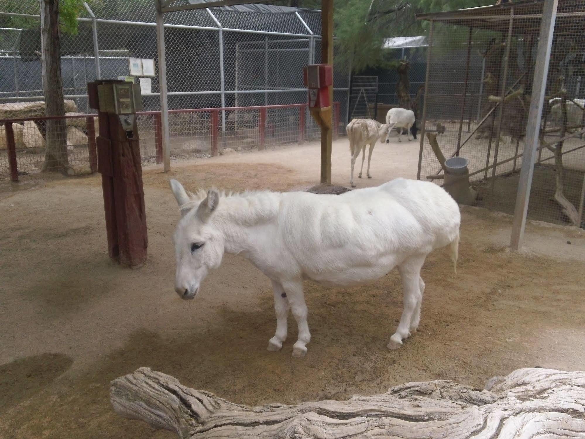 Blue Diamond Bonnie Springs Ranch Motel المظهر الخارجي الصورة